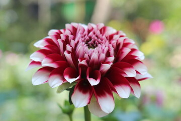 red dahlia flower in garden