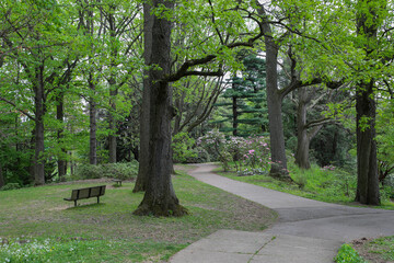 Bench in a woodland clearing in the park. Springtime in Rochester, New York