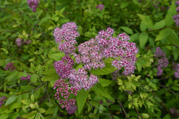 Obraz premium Buds and pink flowers of Japanese meadowsweet in June