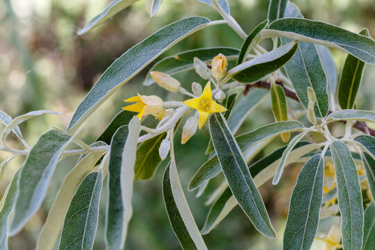 Elaeagnus angustifolia. Rama del &Aacute;rbol del Para&iacute;so con hojas y flores..