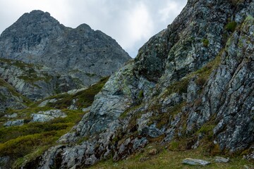 La roche et la végétation dans les Alpes françaises 