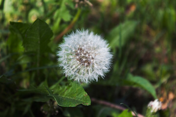 Flower of the Dandelion. Field plant. Green nature background.