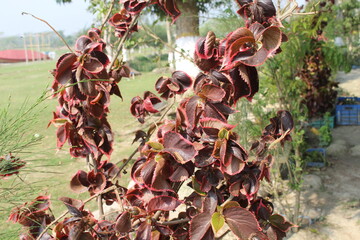 red and yellow flowers
