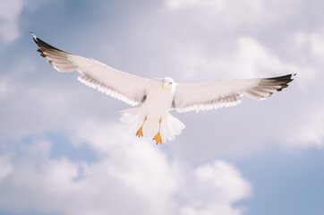 Seagull Flying Ower The Sea