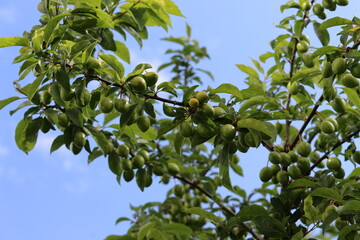 
Green stone fruits ripen in a tree in early summer