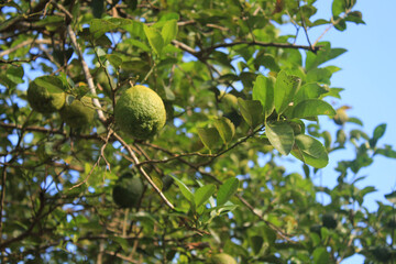 Citrus hystrix, called kaffir lime, makrut lime 