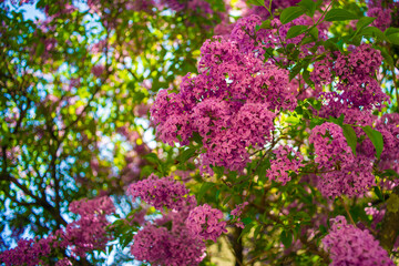 Obraz premium lilac flowers in the garden