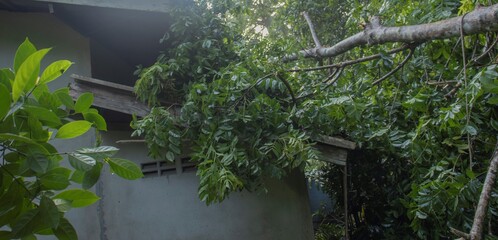 Falling tree hit the roof.
