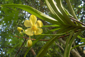 yellow orchid flower
