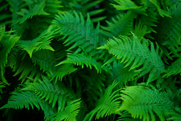 Naklejka premium Zielone liście paproci w lesie