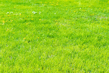 lawn with green grass and yellow flowers in city on spring day