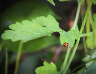ladybug on green leaf