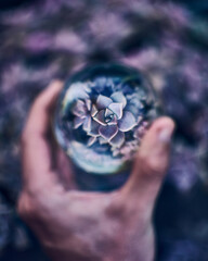Flowers seen through a lensball in spring © Albert