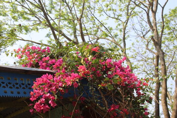 pink flowers in the garden