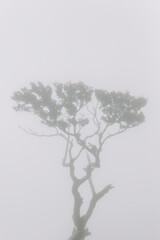 Obraz premium Mystical Fanal laurisilva forest at Madeira island, Portugal