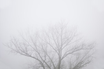 Trees in the foggy winter day
