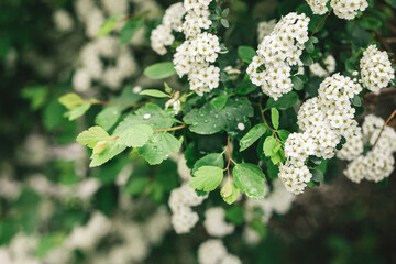 Branches of blossoming Spirea arguta (Brides wreath) bush in a spring garden.