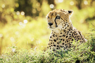 Adult cheetah (Acinonyx Jubatus) with injured eye resting and watching around in Masai Mara, Kenya