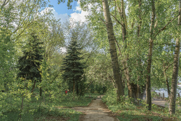 Fototapeta na wymiar City park in spring, soft colors. Pathway through spruce and birch trees, blooming apple trees. 