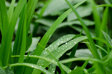 Long Green leaves of a lily covered by dewdrops. Fresh spring foliage background.