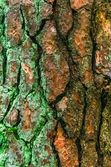 The texture of the tree bark with a piece of green moss.Wide tree trunk with a textured texture.