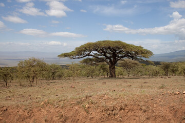 acacia tree in the savannah