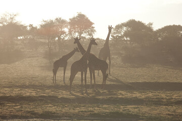 
herd of giraffes