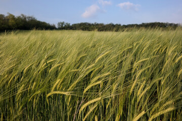 Green wheat