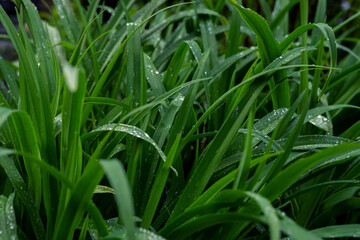 Long Green leaves of a lily covered by dewdrops. Fresh spring foliage background.