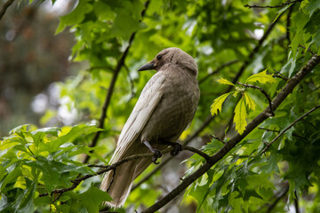 Leucistic crow in a lying on a tree branch. 