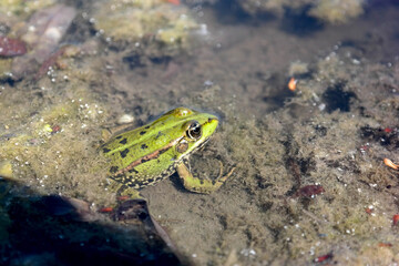Green frog in the swamp at summer