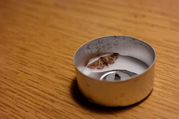 Moth dead in a wax
