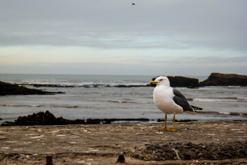 Seagull in Essaouria port at cloudy day