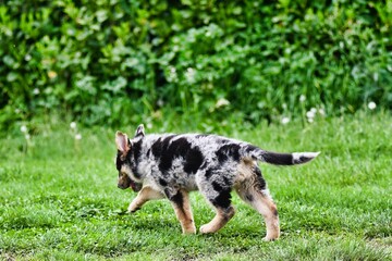 dog on grass, photo as a background , australian german shepard sheperd dog