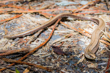 Straz nad Ohri, Karlovy Vary, Czech Republic, May 2020: Slow-worm  (Anguis fragilis) 