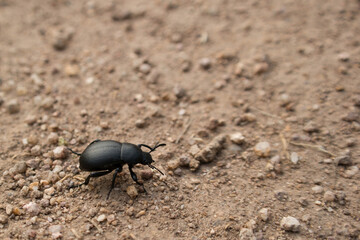 Tenebrioninae closeup on a dust 