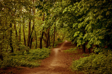 Chestnut trees and path in the spring forest after the rain. Fresh spring foliage background.