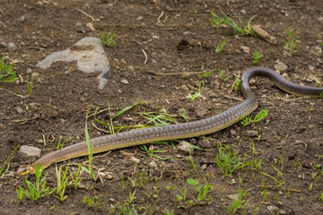 Straz nad Ohri, Karlovy Vary, Czech Republic, May 2020: Young of the tree snake (Zamenis...