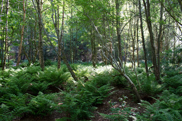 Aden Country Park Woods