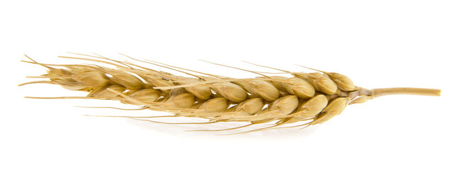 Spikelet of wheat Isolated on a white background close-up.