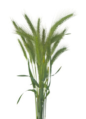 Green spikelets isolated on a white background