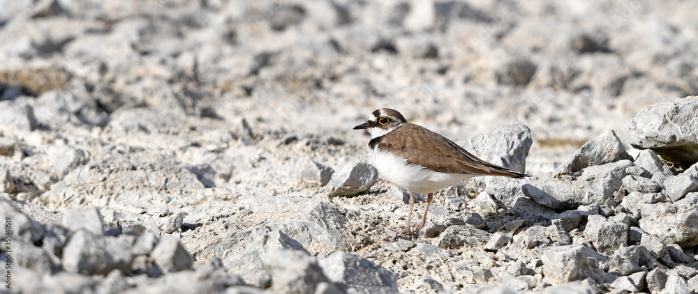 Poster Flussregenpfeifer (Charadrius dubius) - Little ringed plover