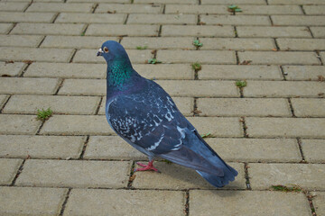 The pigeon walks on the pavement. Gray tiles.