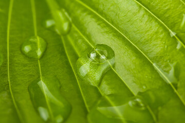 Texture of a green leaf in drops of water as a background.