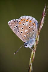 The Common Blue (Plebejus idas) is a species of diurnal butterfly in the blue family