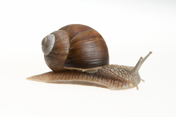 Small grape snail with straight horns on a neutral white background