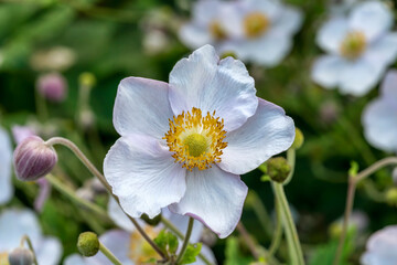 Anemone rivularis a white blue herbaceous perennial summer autumn flower plant commonly known as riverside windflower stock photo