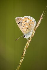 The Common Blue (Plebejus idas) is a species of diurnal butterfly in the blue family