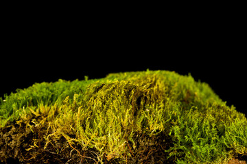Moss isolated on a black background
