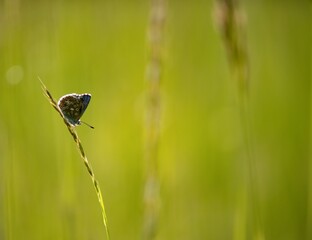 The Common Blue (Plebejus idas) is a species of diurnal butterfly in the blue family